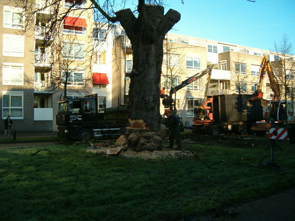 Bomen rooien: Bomen kappen in Breda