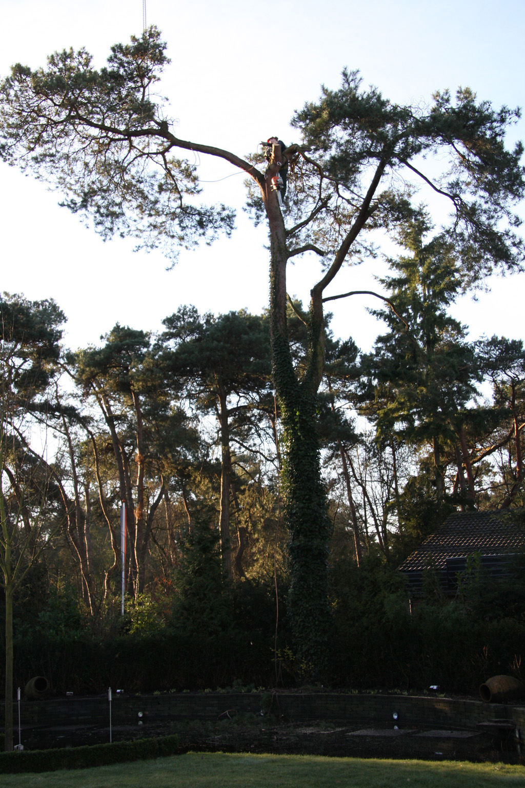 Bomen rooien: Bomen rooien in Vught