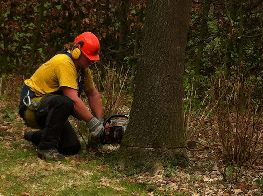 avond Ongehoorzaamheid Dek de tafel Bomen rooien: Bomen kappen / bomen rooien in Biezenmortel en Breda