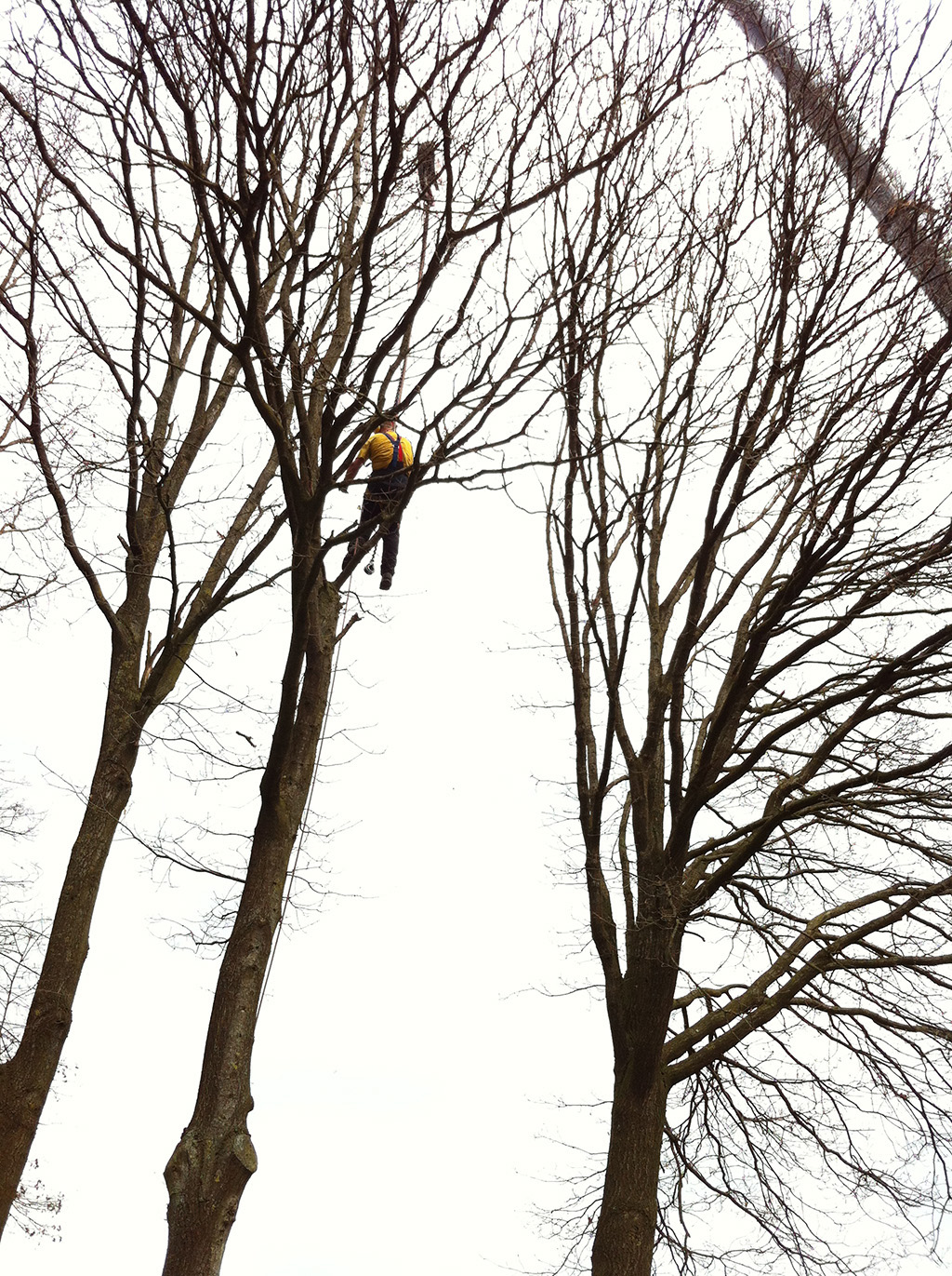 Pence idee excuus Bomen rooien: Bomen kappen / bomen rooien in Biezenmortel en Breda